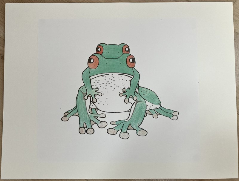 モリアオガエル