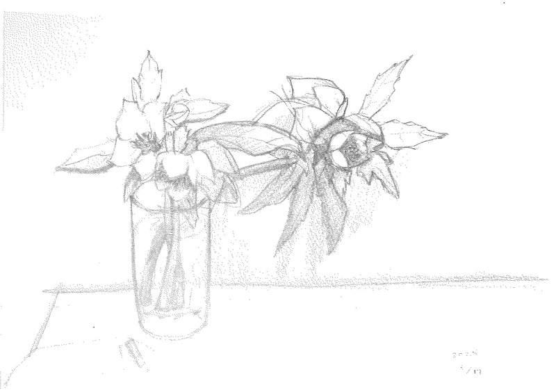 花のデッサン