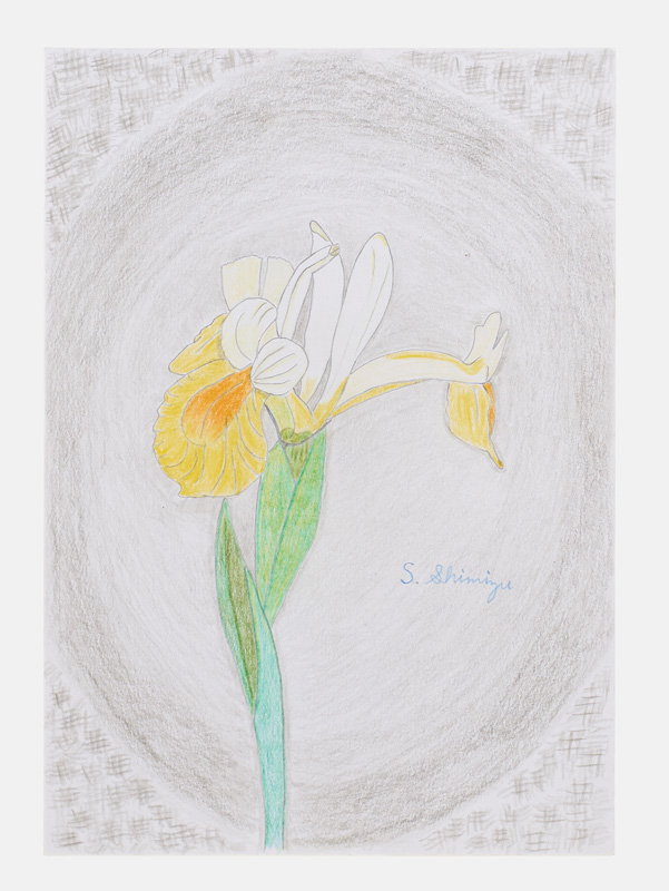 黄色いジャーマンアイリス